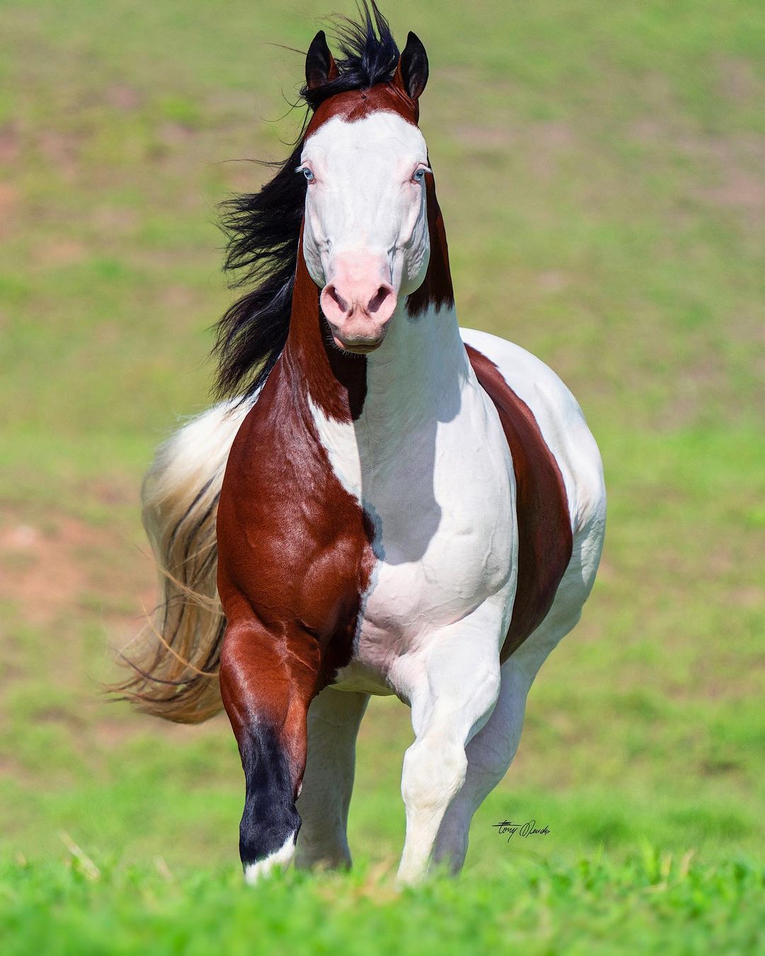 Paint Quarter Horse Stallion